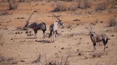 Etosha Ulusal Parkı, Namibya, Afrika 'daki Arid Savanna' da duran üç antilop.