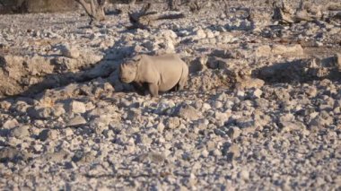 Etosha Ulusal Parkı 'ndaki Waterhole' da Kanca Dudaklı Gergedan.