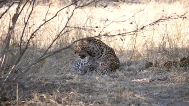 ボツワナのチョベ国立公園で血のついた鼻を持つヒョウが地面に横たわって 彼自身を舐めます — ストック動画