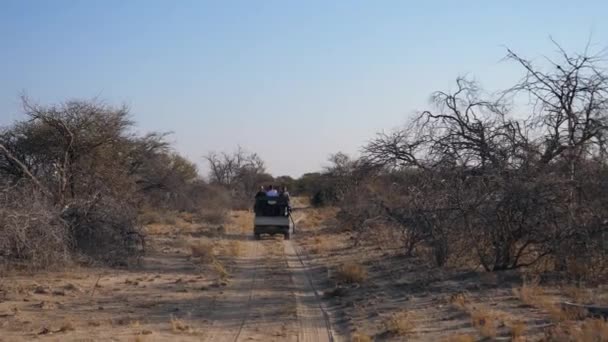 Veicolo 4X4 Game Drive Nel Bush Nella Regione Erongo Namibia — Video Stock