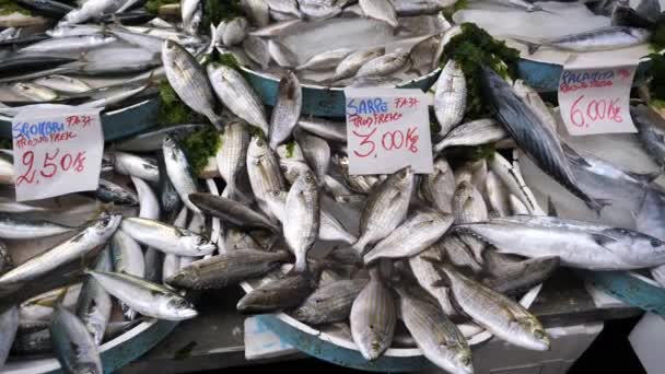 Selección Pescado Fresco Sardinas Caballa Palamita Pescadero Italiano Mercado Nápoles — Vídeo de stock