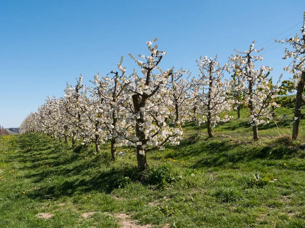 Φυτεία κεράσι σε πλήρη άνθιση στο Scharten Cherry Blossom Hiking Trail — Φωτογραφία Αρχείου