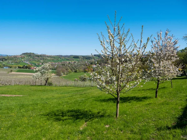 Paesaggio rurale con alberi di ciliegio in fiore — Foto Stock