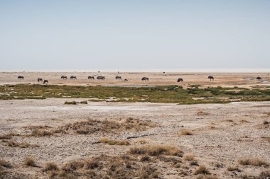 Etosha Pan, Namibya 'daki Antilop Sürüsü