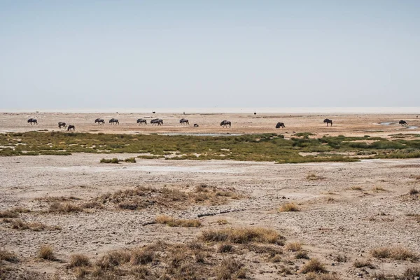 纳米比亚Etosha Pan的野牛牧民 — 图库照片