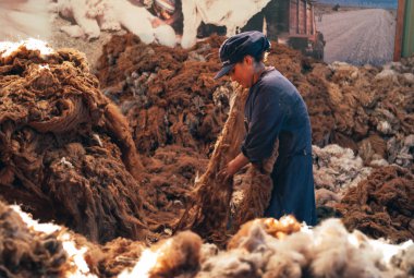 Woman Worker Sorting Alpaca Wool for Production