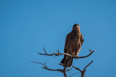 Tawny Eagle Sitting on a Branch in Etosha NP