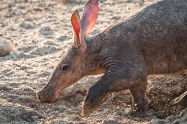 Aardvark Anteater Digging in the Kalahari in Namibia clipart