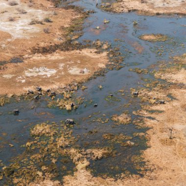 Okavango Delta Havacılık ve Fil Sürüsü Bataklıkta