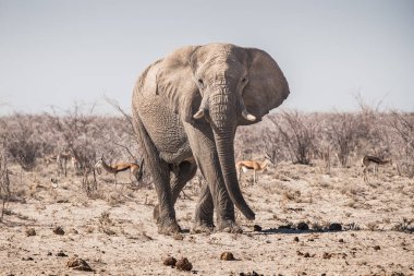 Fil Boğa Etosha Ulusal Parkı, Namibya, Afrika Arid, Kuru Savannah