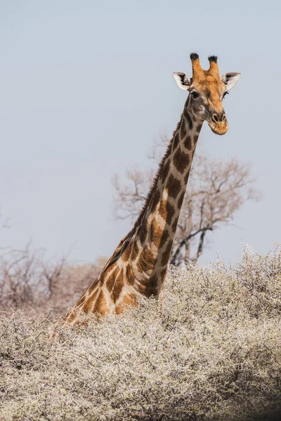 位于非洲埃托沙国家公园的安哥拉长颈鹿头颈在画布上方的肖像定位 — 图库照片