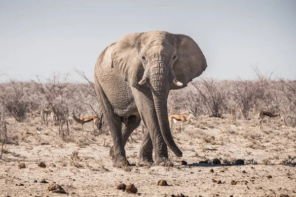 Elefantenbulle Etosha Nationalpark Namibia Afrika Der Trockenen Savanne — Stockfoto