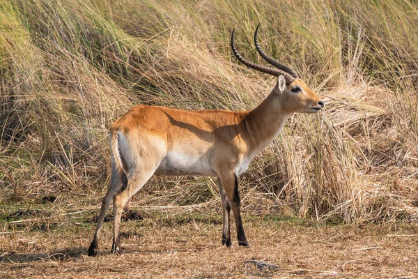 Maschio Lechwe Antilope Bull Piedi Nella Riserva Moremi Game Reserve — Foto Stock