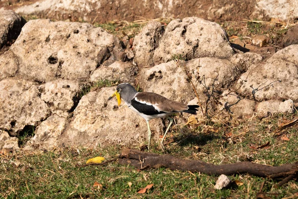 Branco Coroado Cabeça Branca Wattled Lapwing Plover Vanellus Albiceps Chobe — Fotografia de Stock