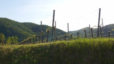 Avusturya, Wachau Vadisi 'ndeki üzüm bağları baharda Duernstein yakınlarındaki bir şaraphanede üzüm bağları.