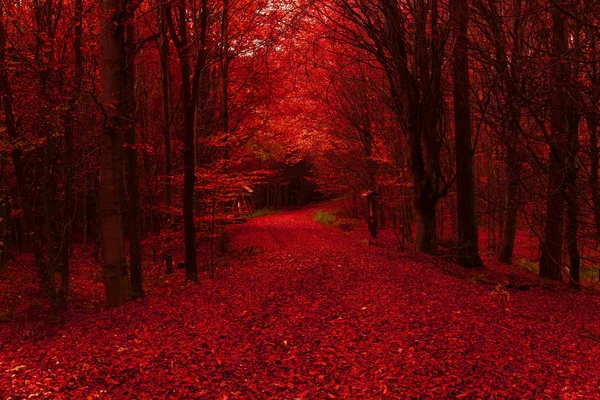 Vue Panoramique Forêt Rouge Automne — Photo