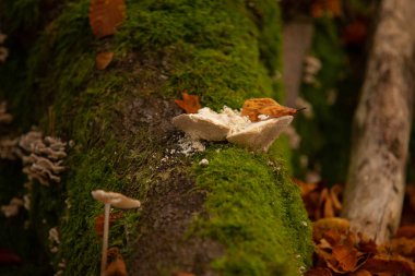 scenic view of wild nature in the forest