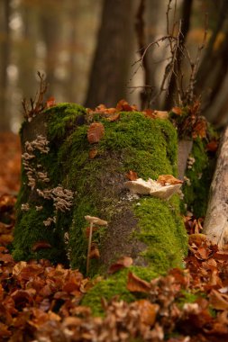 scenic view of wild nature in the forest