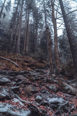 Büyük bir ormanda renkli ağaçlar  