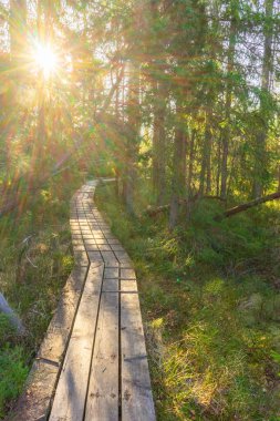 path in the bavarian forerst near national park