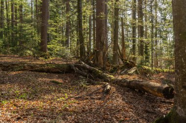scenic view of wild nature in the forest