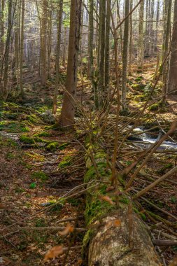 scenic view of wild nature in the forest