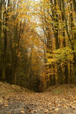 colorful trees in a big forest in autumn 