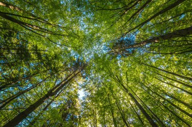 colorful trees in a big forest in summer 