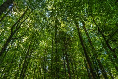 colorful trees in a big forest in summer 