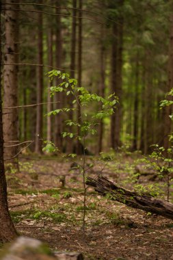colorful trees in a big forest in summer 