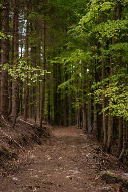 colorful trees in a big forest in summer 