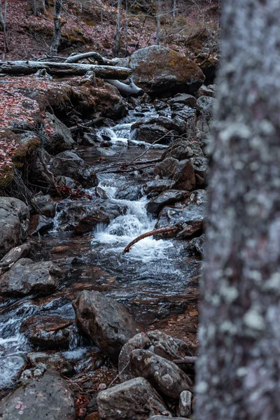 Flusso Nella Foresta Bavarese Con Colori Autunnali — Foto Stock