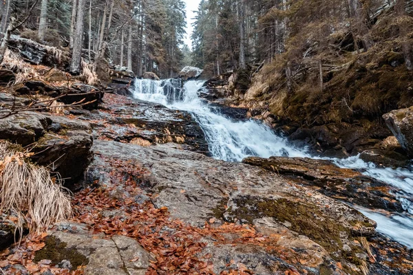 Flusso Nella Foresta Bavarese Con Colori Autunnali — Foto Stock