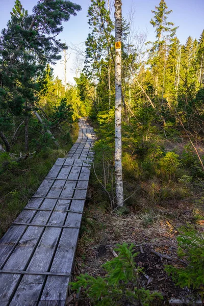 Ścieżka Bawarii Pobliżu Parku Narodowego — Zdjęcie stockowe