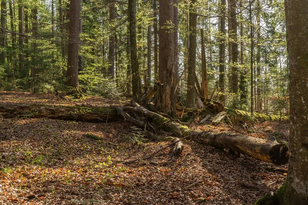 Scenic View Wild Nature Forest — Stok fotoğraf