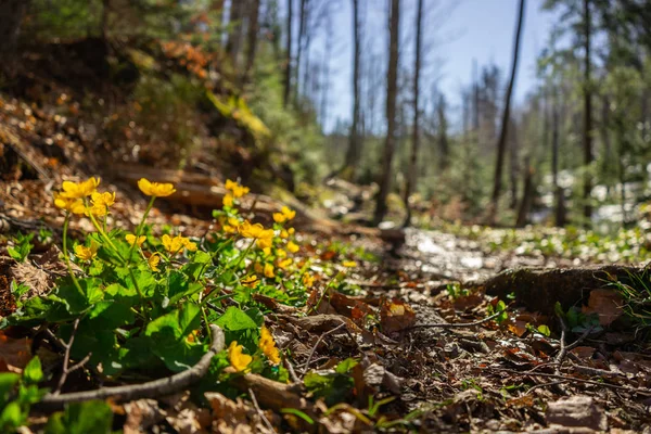 Scenic View Wild Nature Forest — Stok fotoğraf