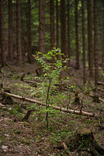 Kolorowe Drzewa Dużym Lesie Latem — Zdjęcie stockowe