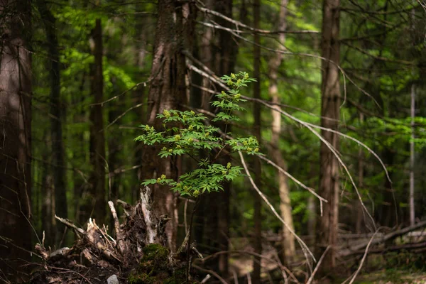 Arbres Colorés Dans Une Grande Forêt Été — Photo