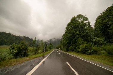İnekler sisli bir günde Bavyera Alplerinde otlarken