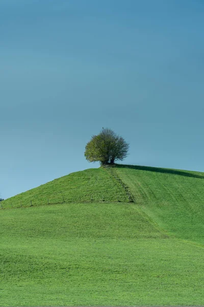 Koeien Grazen Bavarialpen Een Mistige Dag — Stockfoto