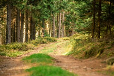 view of forest and trees trunks at sunny day