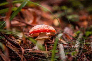 close up of mushroom growing in green grass 
