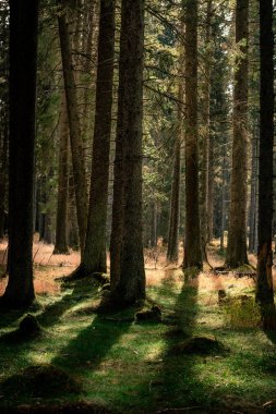 view of forest and trees trunks at sunny day
