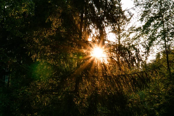View Forest Sun Light Trees — Stok fotoğraf
