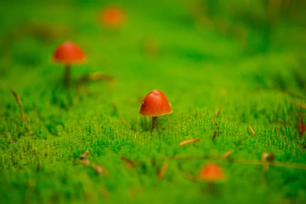 Close Van Paddestoelen Die Groeien Groen Gras — Stockfoto