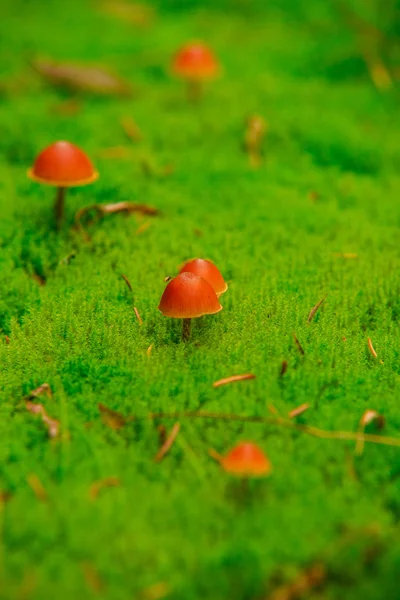 Perto Cogumelos Que Crescem Grama Verde — Fotografia de Stock