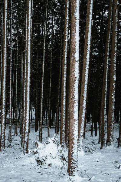 Пихтовые Леса Зимний Сезон Дневное Время — стоковое фото