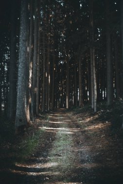 Ormandaki bazı ağaçlar tek başına duruyor.