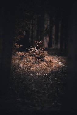 Ormandaki bazı ağaçlar tek başına duruyor.