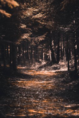 Ormandaki bazı ağaçlar tek başına duruyor.